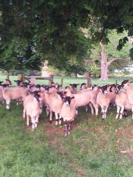 some neighbours we met along the way