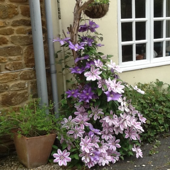 captivating clematis