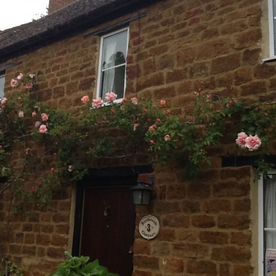 pink climbing roses....