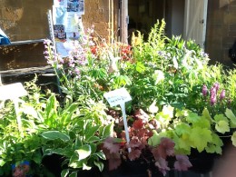 Lovely blooming plants from Upper Grove Mill Nurseries...I bought a pink