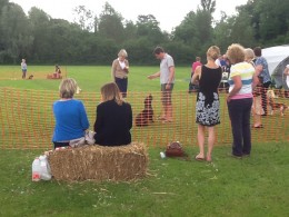 Pet Dogs on Show...
