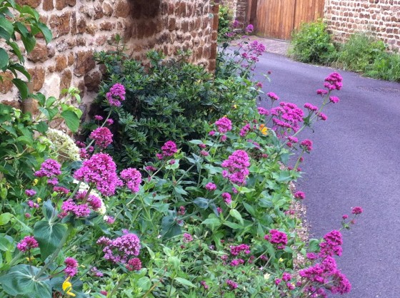 valuable valerian
