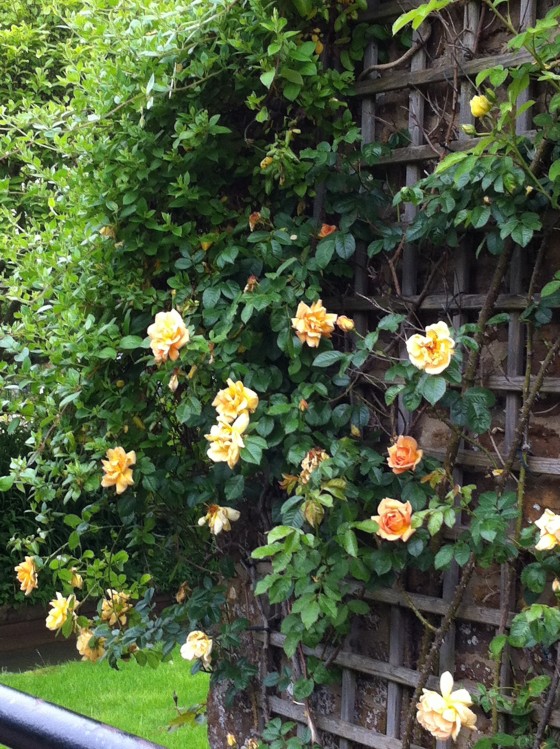 glorious roses...