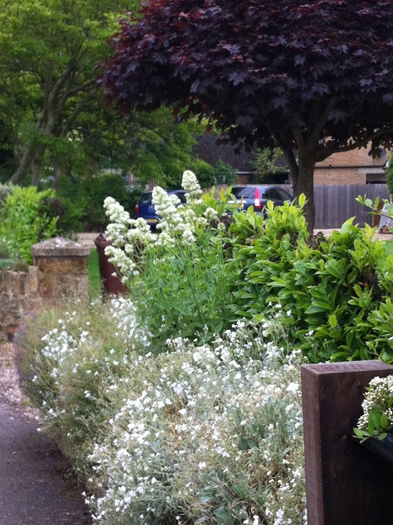 the white garden...