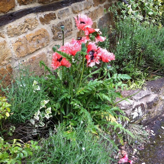 glorious poppies...