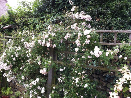white roses and clematis...