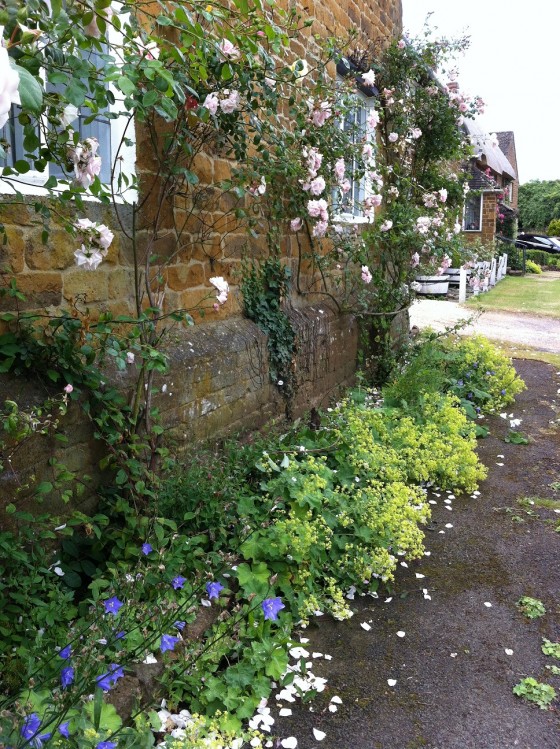 pink roses, alchemilla mollis and blue harebells...