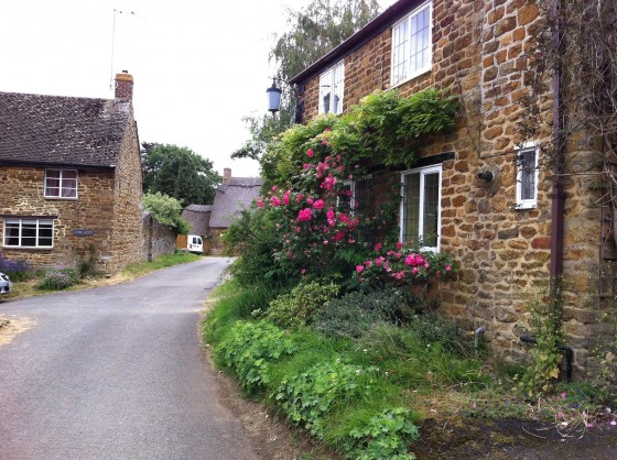 ...a final flourish of June's roses.
