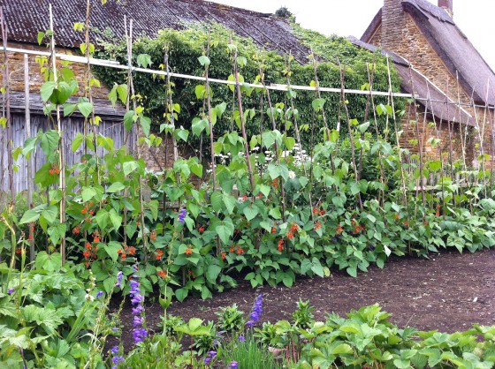 the vegetable garden....