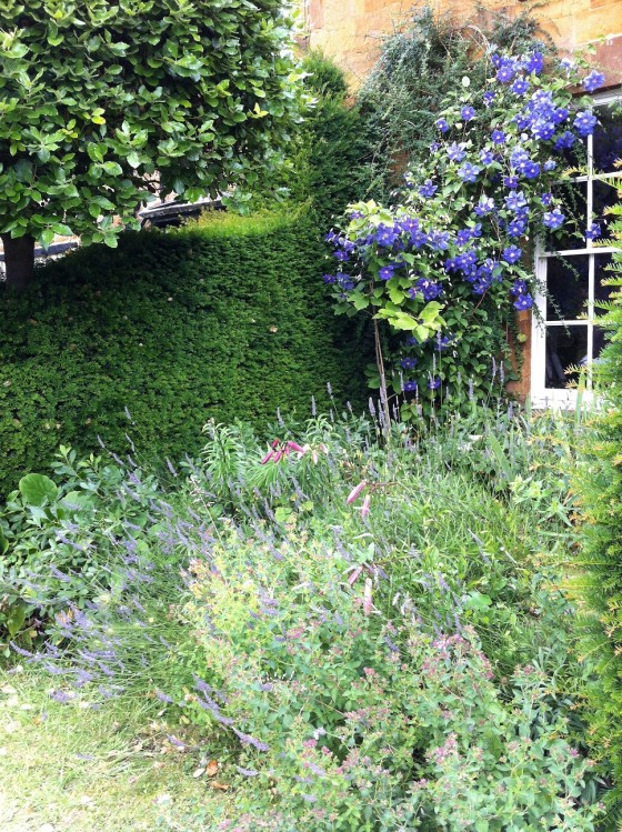 blue clematis. lavender and lilies fit to bloom...