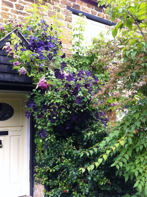 a final burst of clematis glory
