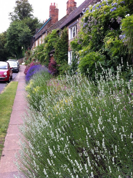 the long lavender line up...!