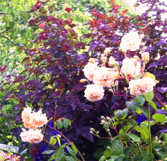 a view of Plackett's pink roses.....