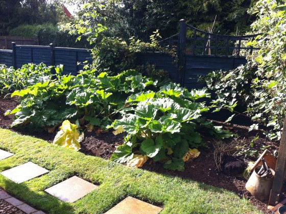 The glory of the growing vegetable garden at 17 Twyford Gardens...