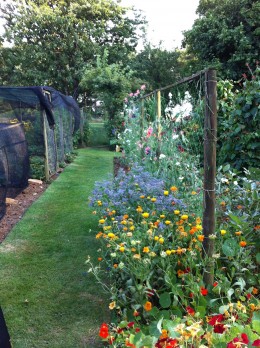 walking about Fiona Taylor's herbal garden