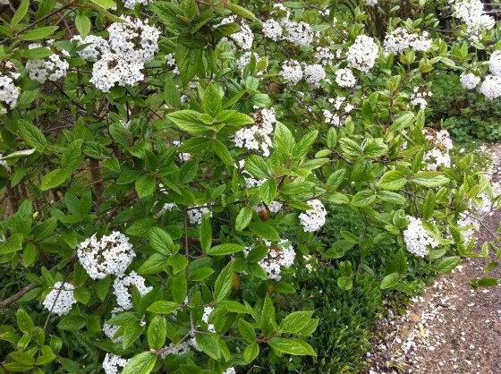 Sweet-smelling Viburnum