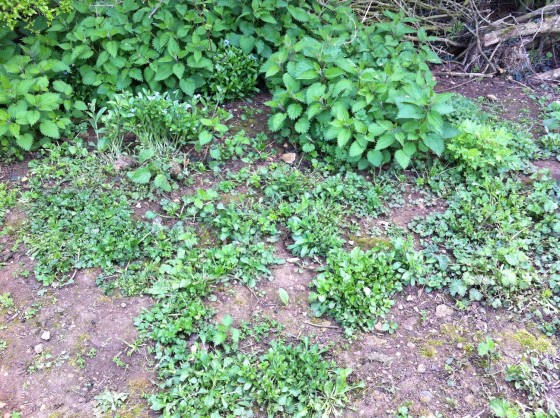 Forget Me Nots amongst the nettles!!!