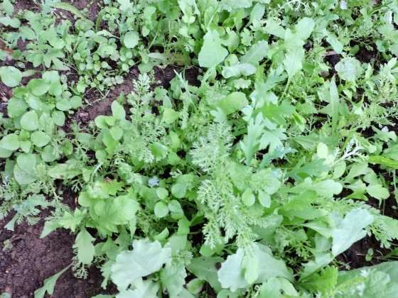 healthy seedlings with poppieds doing well...25/6/2015