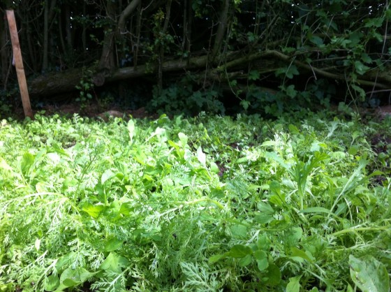 seedling crowd scene 22/6/15