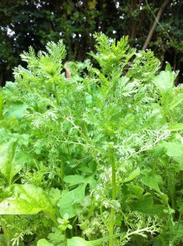 worm's-eye view of growth