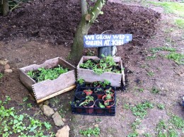 transplanted seed box seedlings 2/7/15