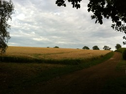cereal crop