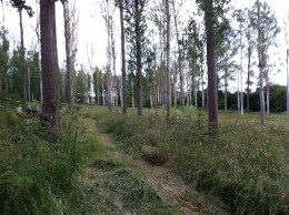 plantation