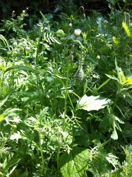 heads down we win! here we are growing happily at ther end of week 10