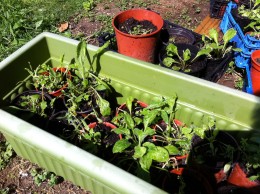 our id seedlings waiting to be planted out