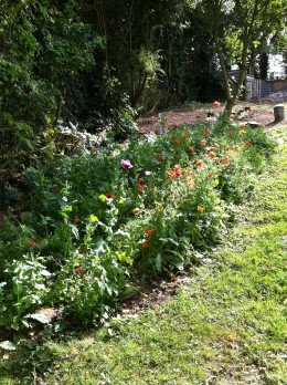 We have cjultovated poppies in our patch