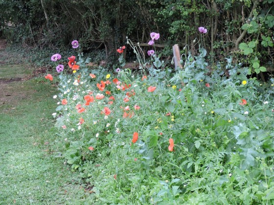 Poppies for week 14 of WI wild flower gardening