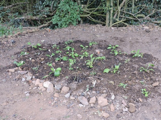 Phase 2 wild flower garden week 14