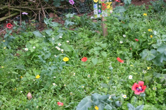 we still have poppies