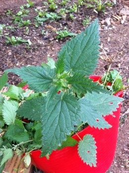 stinging nettle