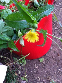 flower on stinging nettle
