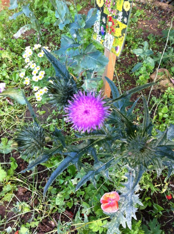 our one common or lesser knapweed plant...