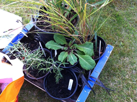our box of given plants from the garden party at The Manor House 