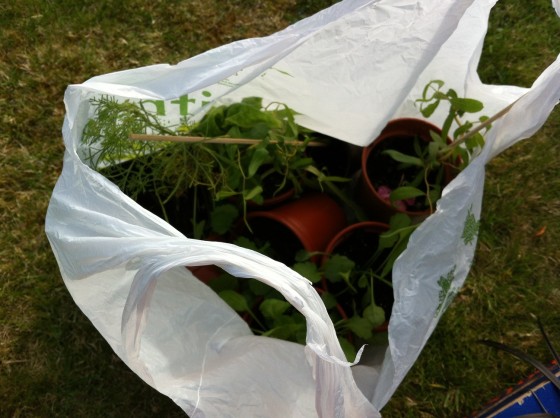 plants kindly given by Veronica for our WI garden at KHH