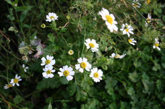 corn chamomile....