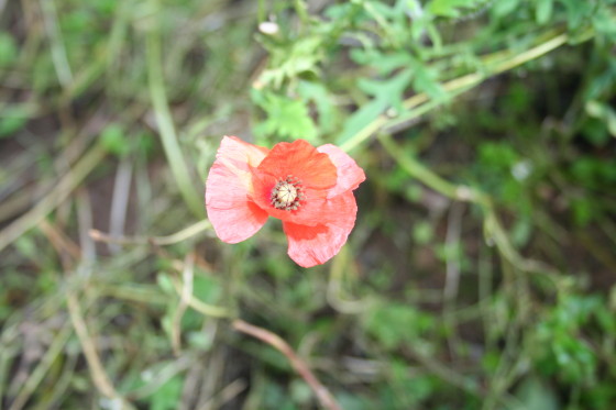 a late poppy flower....