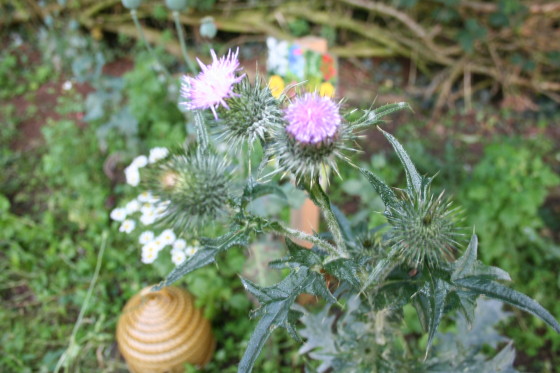 and a close-up of our common or lesser knapweed.