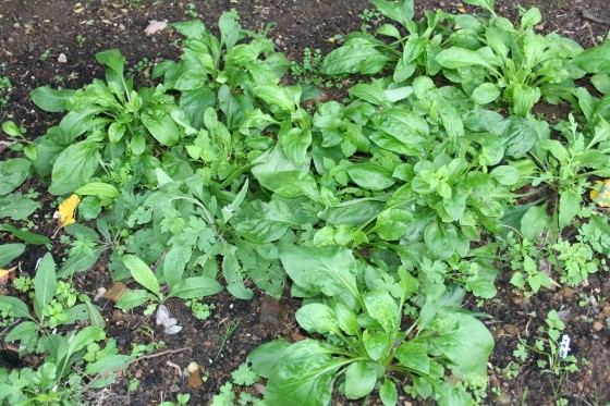 our still healthy second bed seedlings