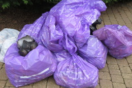 Gill and Caroline's litter collection