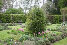 Tulips in Denman's herb garden