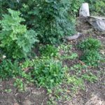 WI wild flower beds beneath overhanging trees