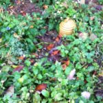 img_0685-crop-autumn-leaves-27th-octyober-2016