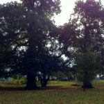 img_0689-khh-autumn-trees-27th-october-2016