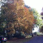 img_0690-crop-khh-gardening-wi-27th-october-2016